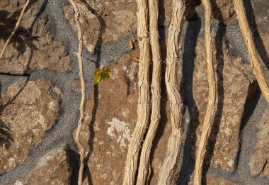 Taştan bir duvarda çıplak sarmaşıklar.