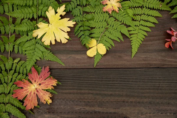 Omlijst door varens en herfstbladeren op een houten ondergrond. — Stockfoto