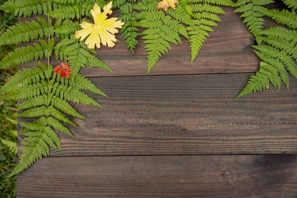 Enmarcado por helechos y hojas de otoño sobre un fondo de madera . —  Fotos de Stock
