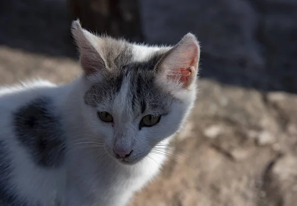 Porträtt av en liten kattunge som solar — Stockfoto