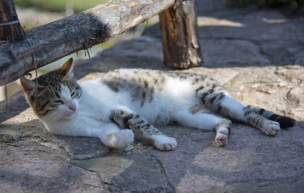 Kočka leží pod plotem a vyhřívá se v paprscích slunce. — Stock fotografie