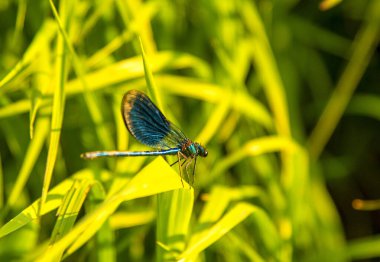 Yeşil çimlerin üzerinde küçük mavi bir yusufçuk.
