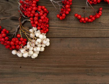 Tahta bir arka planda beyaz ve kırmızı Rowan dalı.