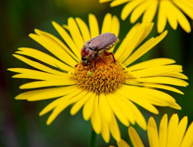 Hıyar böceği, büyük sarı bir Daisy 'dir. Böcek yaşamı, bahar arkaplanı, metin için kopyalama alanı.