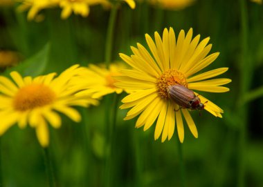 Hıyar böceği, büyük sarı bir Daisy 'dir. Böcek yaşamı, bahar arkaplanı, metin için kopyalama alanı.