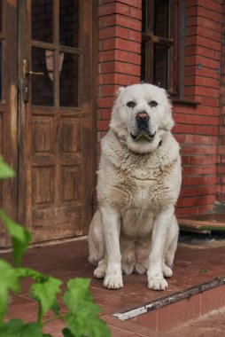 Orta Asyalı bir çoban köpeği olan Alabai, tuğla duvara karşı bir evin verandasında oturuyor..