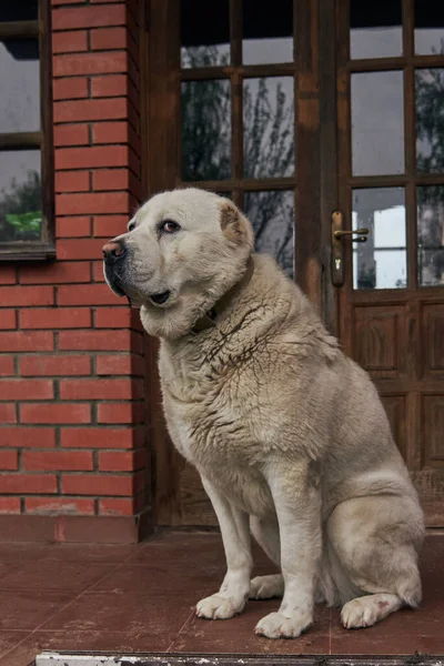 Orta Asyalı bir çoban köpeği olan Alabai, tuğla duvara karşı bir evin verandasında oturuyor..