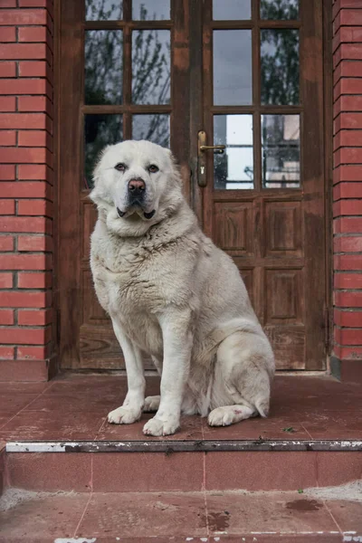 Orta Asyalı bir çoban köpeği olan Alabai, tuğla duvara karşı bir evin verandasında oturuyor..