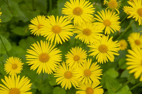 Volledig Frame Van Gele Madeliefjes Een Achtergrond Van Groen Gebladerte — Stockfoto