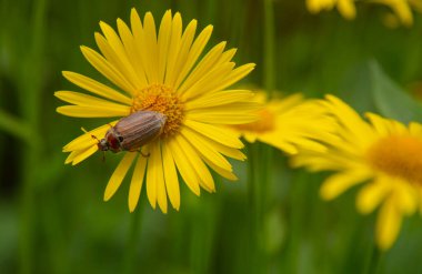 Hıyar böceği, büyük sarı bir Daisy 'dir. Böcek yaşamı, bahar arkaplanı, metin için kopyalama alanı.