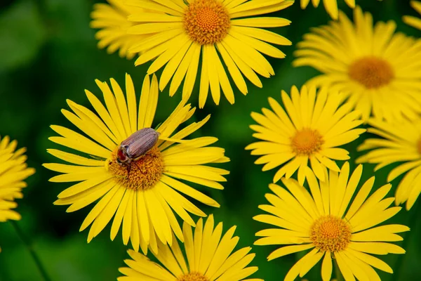 Hıyar Böceği Büyük Sarı Bir Daisy Dir Böcek Yaşamı Bahar — Stok fotoğraf