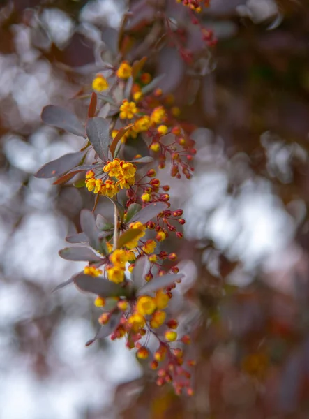 Verschwommener Floraler Hintergrund Weicher Selektiver Fokus Ein Zweig Der Blühenden — Stockfoto
