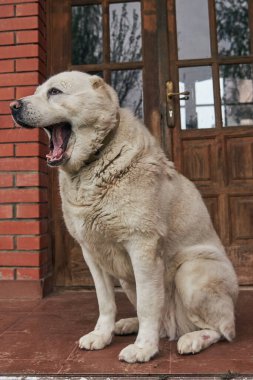 Orta Asyalı bir çoban köpeği olan Alabai, tuğla duvara karşı bir evin verandasında oturuyor..