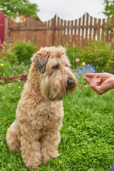 Foto Cão Terrier Irlandês Revestido Trigo Mole Recebendo Uma Recompensa — Fotografia de Stock