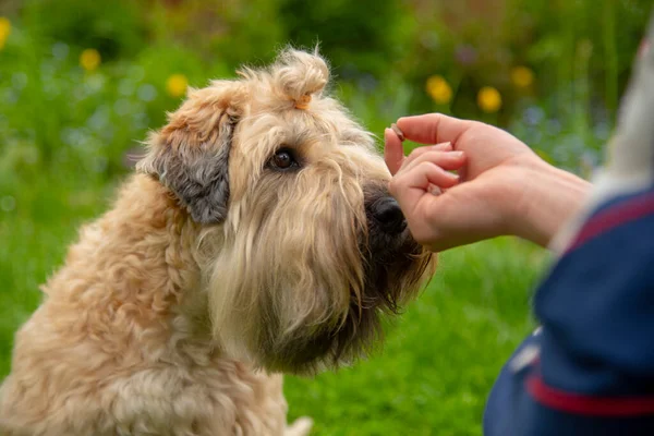 Photo Dog Irish Wheat Soft Coated Terrier Receiving Reward Completing — Stock Photo, Image