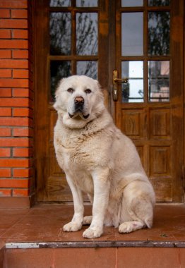 Orta Asyalı bir çoban köpeği olan Alabai, tuğla duvara karşı bir evin verandasında oturuyor..