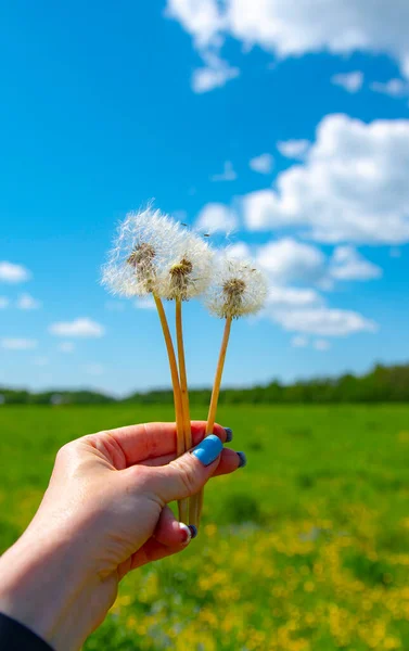 Foto Vertical Mano Una Mujer Con Dientes León Contra Cielo — Foto de Stock