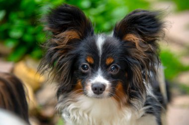 Papillon Safkan Köpeğinin portresi Çayırdaki büyük kulaklı .