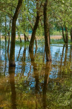 Soyut doğal arkaplan. Söğütler suyun dışında yetişir. Ağaç gövdeleri suya yansır..