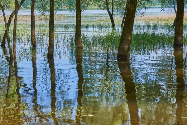 Fundo Natural Abstrato Salgueiros Crescem Água Troncos Árvore São Refletidos — Fotografia de Stock