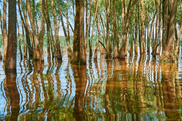 Streszczenie Naturalnego Tła Wierzby Wyrastają Wody Pnie Drzew Odbijają Się — Zdjęcie stockowe