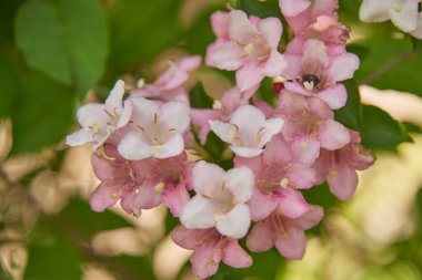 Arkaplan olarak bulanık yeşil bir zemin üzerinde çiçek açan pembe Weigel dalının fotoğrafı. Çiçek arkaplanı, metin için boşluk kopyala.