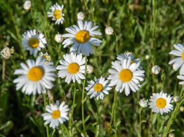 Tam kare papatya tarlası. Yazın doğal çiçek arkaplanı. Metin ve tasarım için boşluk kopyala.