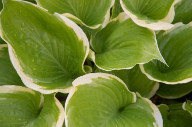 Arka planda yağmur damlaları olan, Hosta 'nın tüm desenli yaprakları. Doğal arkaplan, metin ve tasarım için kopyalama alanı.