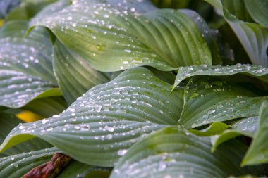 Hosta 'nın yapraklarını yağmur damlalarıyla donatın. Doğal arkaplan, metin ve tasarım için kopyalama alanı.