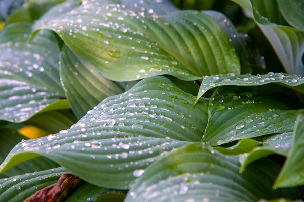 Hosta 'nın yapraklarını yağmur damlalarıyla donatın. Doğal arkaplan, metin ve tasarım için kopyalama alanı.
