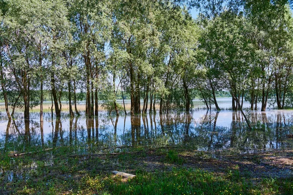 Letni Krajobraz Delikatne Wierzby Odbijają Się Wodzie Drzewa Wyrastają Wody — Zdjęcie stockowe