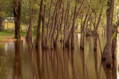 Sudan çıkan ve ona yansıyan desenli ağaç gövdeleri. Fotoğraf uzun bir deklanşör hızı kullanılarak çekildi. Doğal arkaplan.