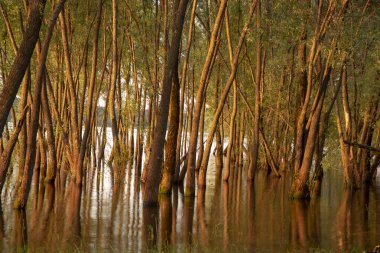 Sudan çıkan ve ona yansıyan desenli ağaç gövdeleri. Fotoğraf uzun bir deklanşör hızı kullanılarak çekildi. Doğal arkaplan.