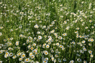 Tam kare papatya tarlası. Yazın doğal çiçek arkaplanı. Metin ve tasarım için boşluk kopyala.