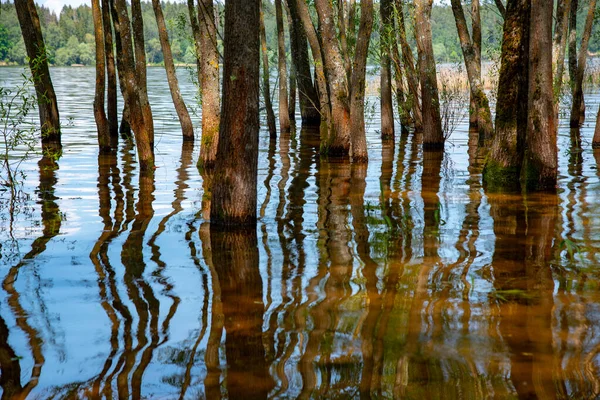 Streszczenie Naturalnego Tła Wierzby Wyrastają Wody Pnie Drzew Odbijają Się — Zdjęcie stockowe