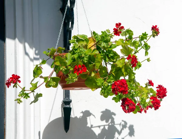 Bright red geraniums in pots against a white wall on a bright Sunny day.