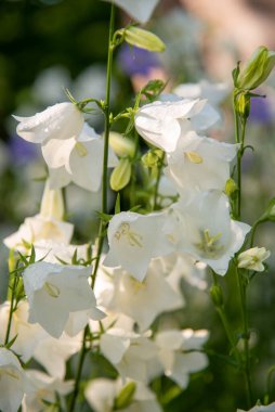 Beyaz bahçe çanları, bulanık bir zemin üzerinde, güneş tarafından aydınlatılan yağmur damlalarıyla. Metin ve çiçek arkaplanı için boşluk kopyala.