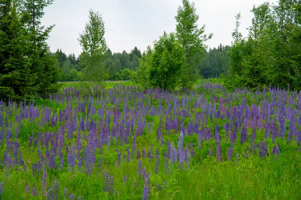 Campo Lupin Lúpinos Púrpura Brillante Sobre Fondo Follaje Verde Paisaje — Foto de Stock