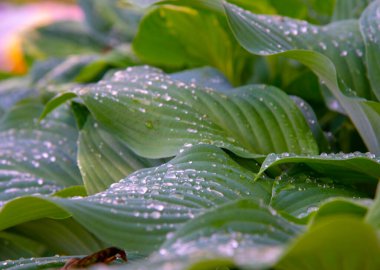 Hosta 'nın yapraklarını yağmur damlalarıyla donatın. Doğal arkaplan, metin ve tasarım için kopyalama alanı.