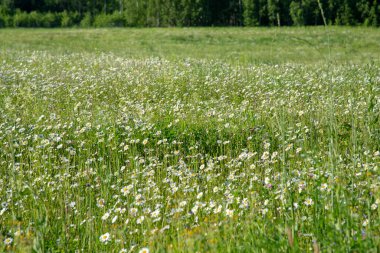 Tam kare papatya tarlası. Yazın doğal çiçek arkaplanı. Metin ve tasarım için boşluk kopyala.