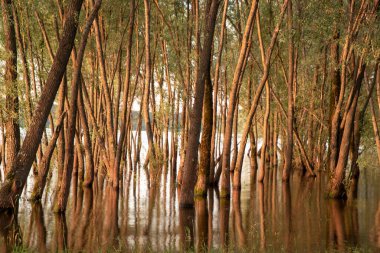 Sudan çıkan ve ona yansıyan desenli ağaç gövdeleri. Fotoğraf uzun bir deklanşör hızı kullanılarak çekildi. Doğal arkaplan.