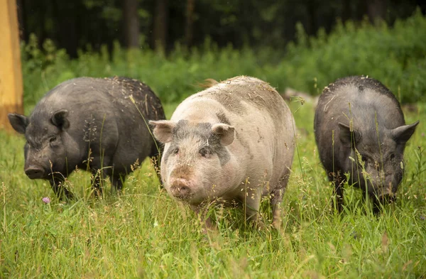 Três Porcos Gordos Estão Andando Grama Verde Grossa Agricultura Subsistência — Fotografia de Stock