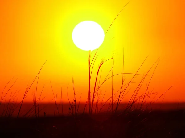 Hierba sobre el fondo de una puesta de sol naranja brillante  . — Foto de Stock