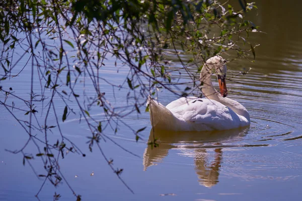 Cigno bianco sul lago fotografato tra i rami degli alberi. — Foto Stock