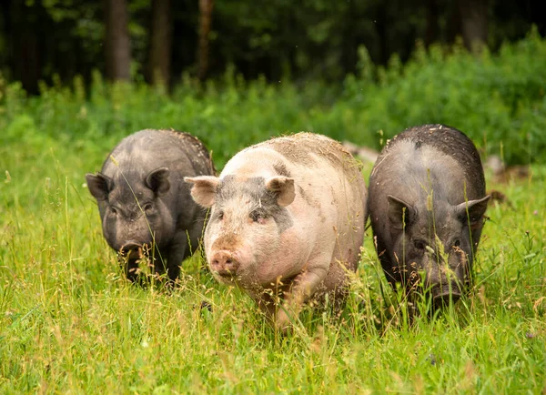 Três porcos gordos estão andando na grama verde grossa . — Fotografia de Stock