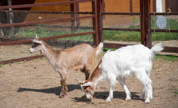 Two baby goats, white and brown, in a paddock on a livestock farm. — Stock Photo, Image