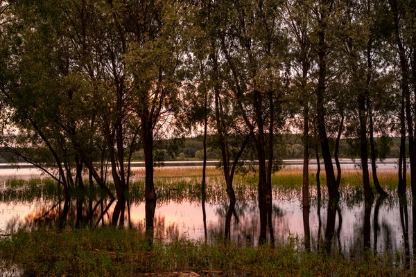 Вечерний Летний Пейзаж Ивы Растут Воды Стволы Отражаются Озере Освещенные — стоковое фото
