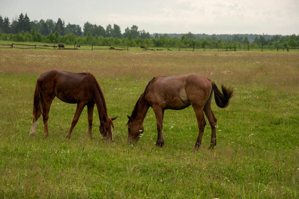 Two young foals graze in a green field.
