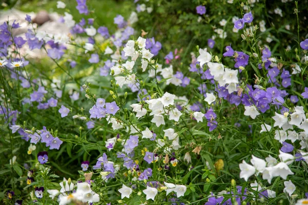 Full Frame Blooming Garden Bells Purple White Flower Background Copy — Stock Photo, Image