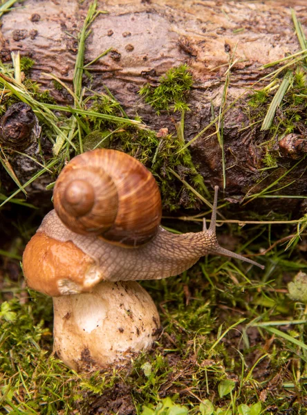 カタツムリの生活の中でシリーズ1日から写真 大きな湿ったキノコの上に庭のカタツムリが座っています カタツムリの体に焦点を当てる — ストック写真